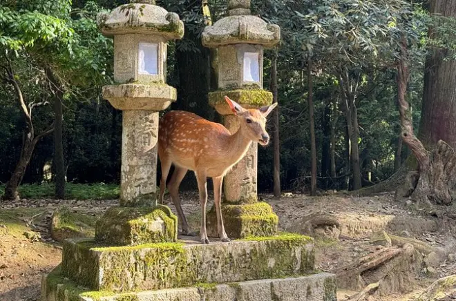 Nara Halbtagestour privat: Großer Buddha & heilige Hirsche