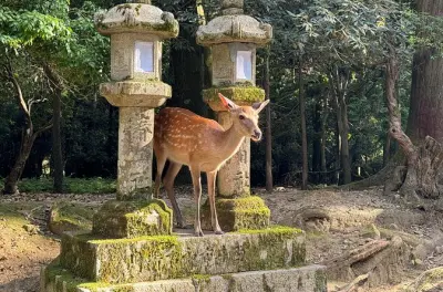 Nara Halbtagestour privat: Großer Buddha & heilige Hirsche