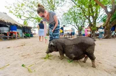 Koh Samui Schnorcheln: Pig Island & Korallenriffe