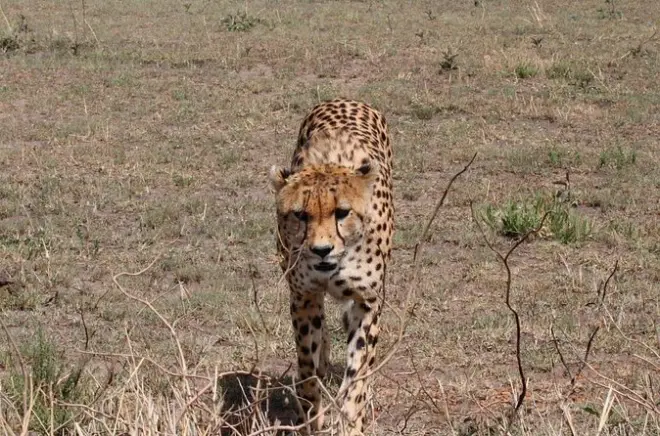 Safari de 8 dias na Tanzânia: Serengeti, Ngorongoro e Tarangire