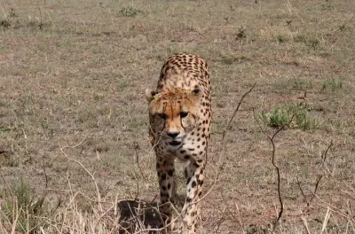 Safari de 8 dias na Tanzânia: Serengeti, Ngorongoro e Tarangire