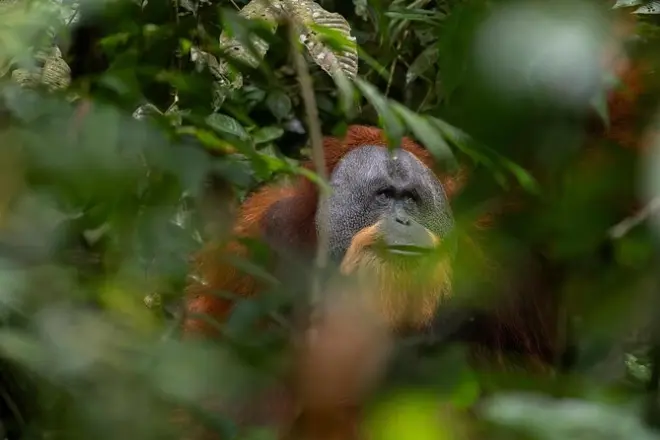 Jungle Trek Bukit Lawang: Orangutans & Gunung Leuser