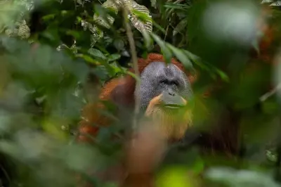 Jungle Trek Bukit Lawang: Orangutans & Gunung Leuser