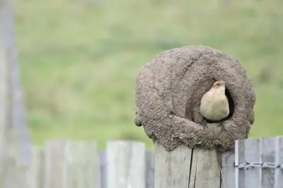 Observation des oiseaux à Colonia del Sacramento : 200 espèces
