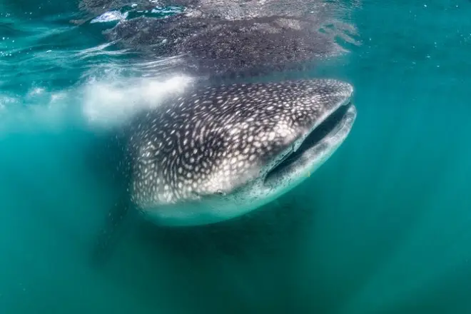 Nagez avec les requins-baleines géants à La Paz