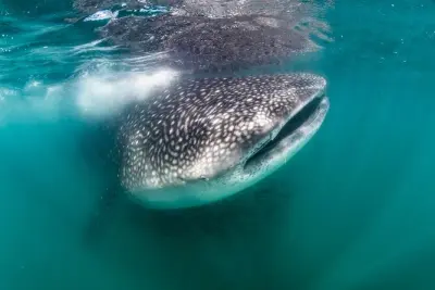 Walhai schnorcheln in La Paz: Schwimmen mit den Riesen