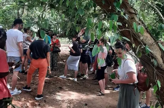 Jozani-Wald auf Sansibar: Rote Colobus-Affen & Mangrovenpfad