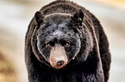 Ketchikan privato: Fauna, totem e escursioni nel Tongass