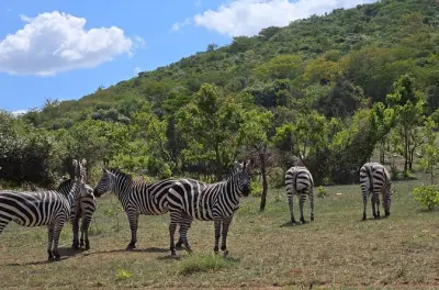 Safari 2 jours au parc national d’Akagera avec balade en bateau sur le lac Ihema
