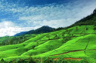 Tour de 3 días a Sigiriya, Kandy y Nuwara Eliya desde Colombo