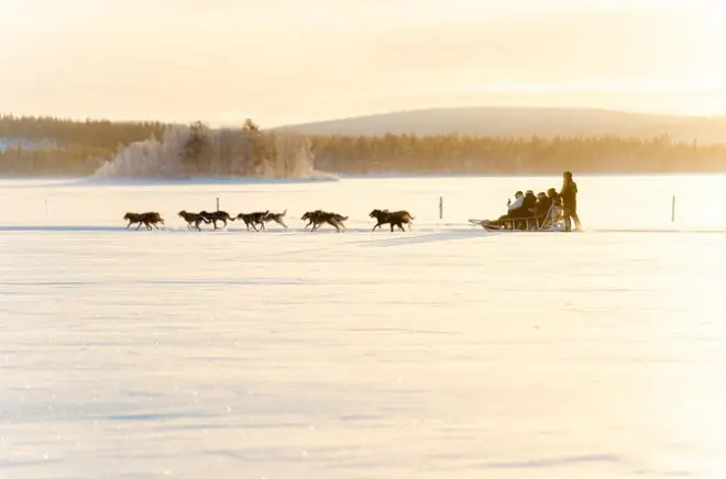 Husky Sled Drive in Rovaniemi: 5 km Self-Drive Adventure