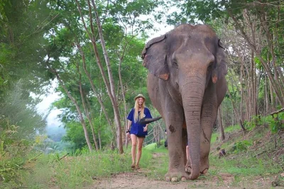 Descubre el santuario vivo de elefantes en chonburi desde bangkok o pattaya. camina, alimenta y cuida a estos gigantes con un guía local. incluye almuerzo y recogida.