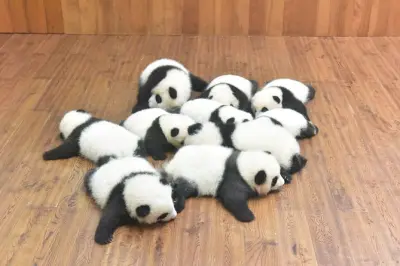 Private Chengdu Panda Tour: Giant Pandas & City Temples