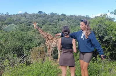 Addo Elephant Park Safari: Pirschfahrt & Walking Tour