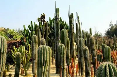 Giardino botanico di Xiamen con piante rare e visita in auto