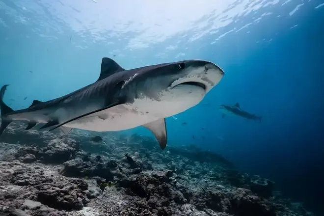 8 días de buceo con tiburón tigre en Fuvahmulah: 15 inmersiones