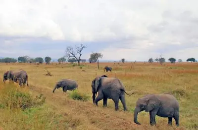 Safari 3 giorni a Mikumi da Zanzibar: Traghetto, treno e game drive