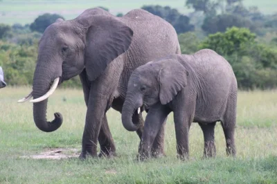 Descubre el corazón salvaje de kenia en un safari de 3 días en masai mara desde nairobi, con safaris, encuentros con la cultura maasai y alojamiento con todo incluido, traslado incluido.