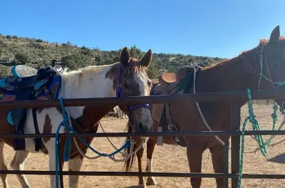 Equitazione vicino al Grand Canyon West: 1 ora con pranzo