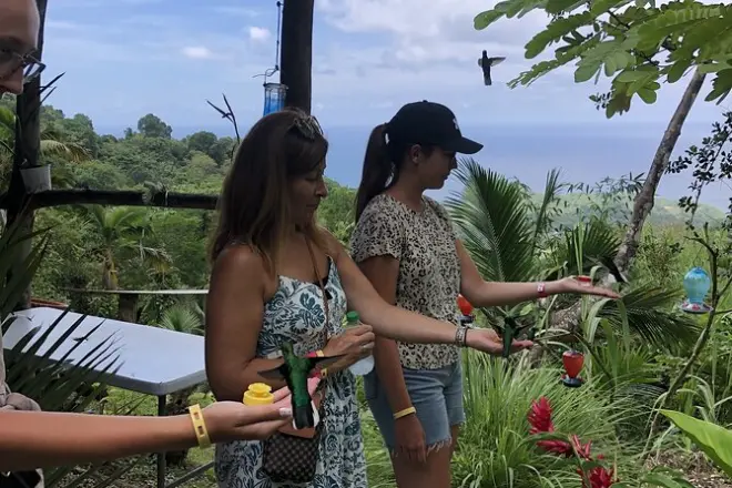 Tobago Rainforest Walk: Private Tour with Lunch & Hummingbirds