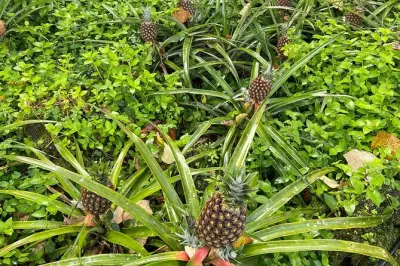 Galapagos Coffee Farm Tour: Bean to Cup Tasting