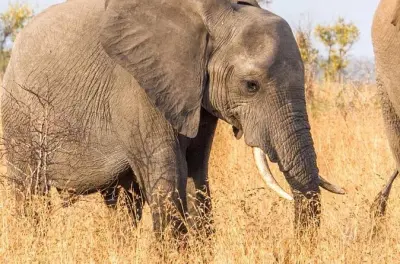 Safari de dia inteiro no Kruger saindo de Mpumalanga: Big Five