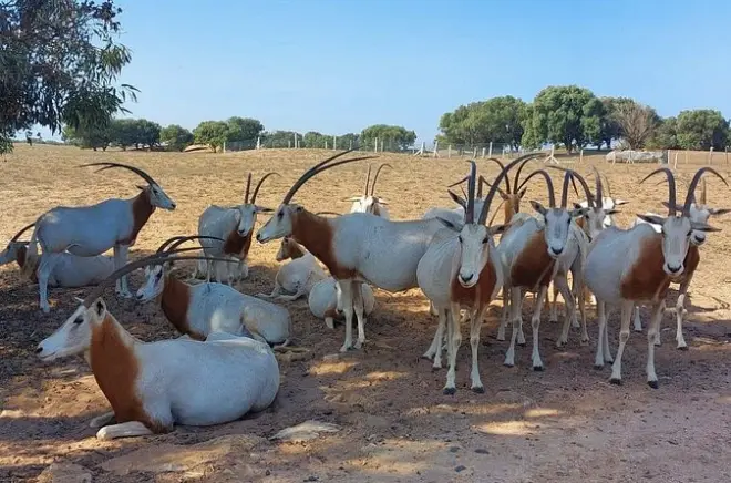 Nationalpark Souss Massa ab Agadir: 4×4 Safari zur Tierbeobachtung