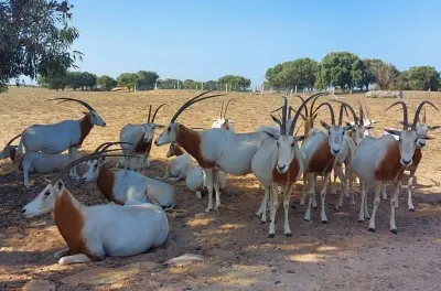 Safari 4×4 no Parque Nacional Souss Massa saindo de Agadir