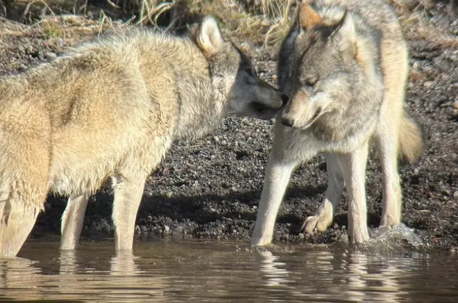 Tour privato Yellowstone da Jackson: Garanzia avvistamento animali