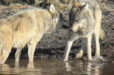 Tour privato Yellowstone da Jackson: Garanzia avvistamento animali