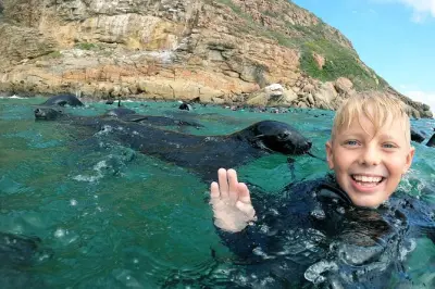 Nagez avec les otaries à Plettenberg Bay, option vue bateau possible
