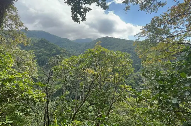 Tour por la reserva forestal central y sendero en la selva de St Kitts