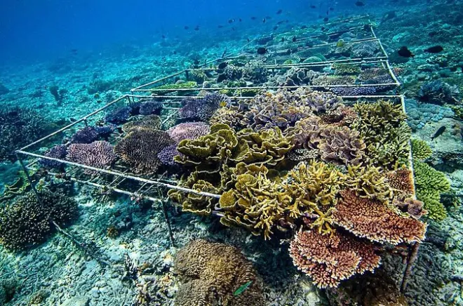 Snorkeling à Nusa Penida : Restaurer un récif corallien