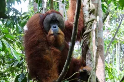 2-Day Orangutan Trekking & Rafting in Bukit Lawang