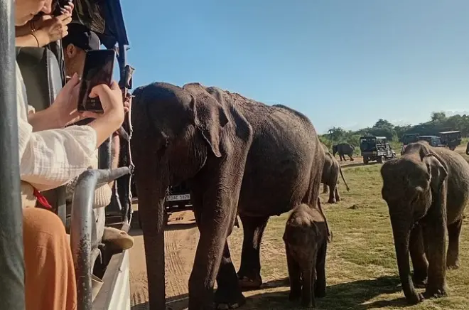 Safari à Udawalawe depuis Mirissa vers Ella : Transfert privé inclus