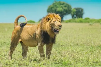 Parco nazionale di Akagera safari: Big 5 e crociera in barca