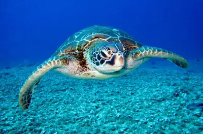 Snorkel privado en Playa Piskado en SUV con tortugas