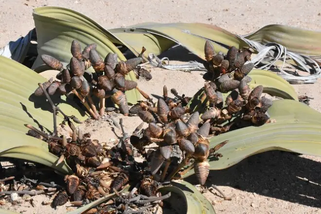 Welwitschia y tour a Sandwich Harbour desde Walvis Bay
