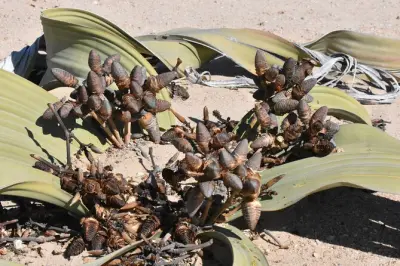 Welwitschia e Sandwich Harbour da Walvis Bay