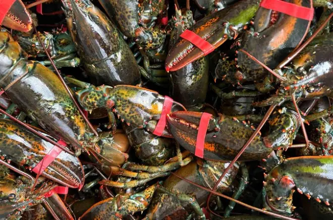 Hummerfalle Einholen in Lunenburg: Praktische Fischerfahrung