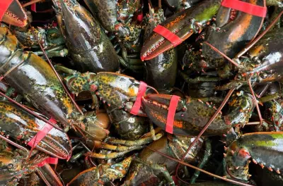 Pesca práctica de langosta en Lunenburg con captura de trampas