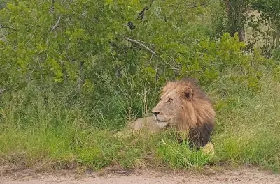 Safari no parque Kruger saindo de Maputo: Big Five e vida selvagem