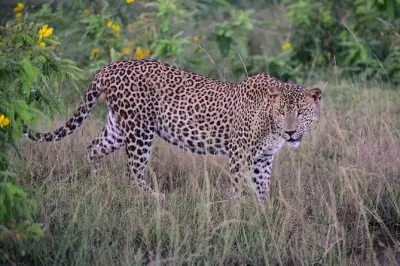 Privatsafari im Yala-Nationalpark: Sri-Lanka-Leoparden & Wildtiere