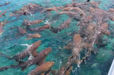 Snorkeling in San Pedro: Multiple reef sites to choose from