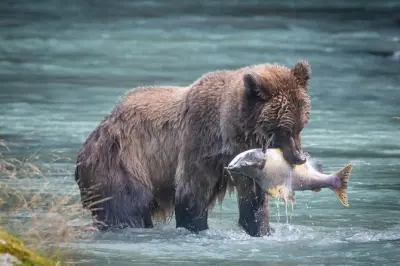 Tour naturalistico a Haines con lezioni di fotografia (4 ore)