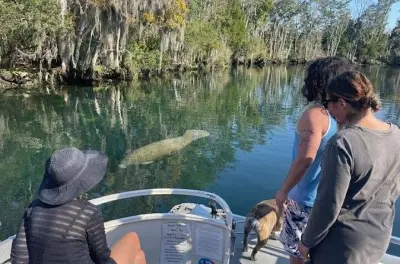 Nascentes de peixes-boi em Crystal River com guia particular