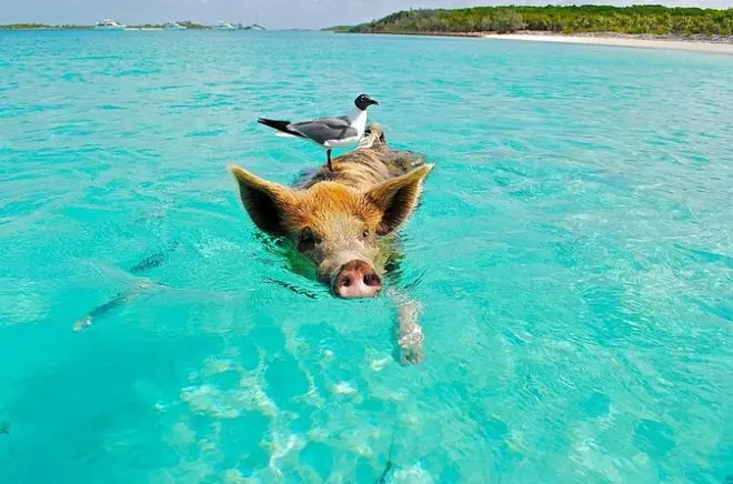 Schnorcheln Koh Madsum & Koh Tan: Private Longtail-Bootstour
