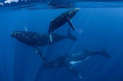 Nuotare con le balene megattere a Tahiti: Da agosto a novembre