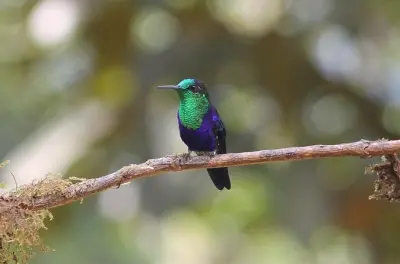 Forêt de nuages près de Cali pour observer les colibris avec transfert