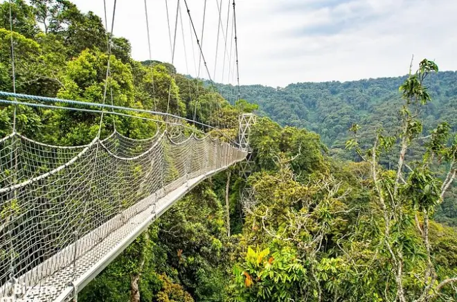 Puente colgante de 200 m en Nyungwe desde Kigali